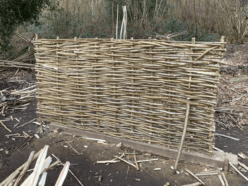 english-hazel-hurdles-07